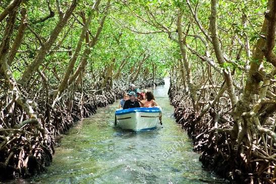 Boat tour through the mangroves